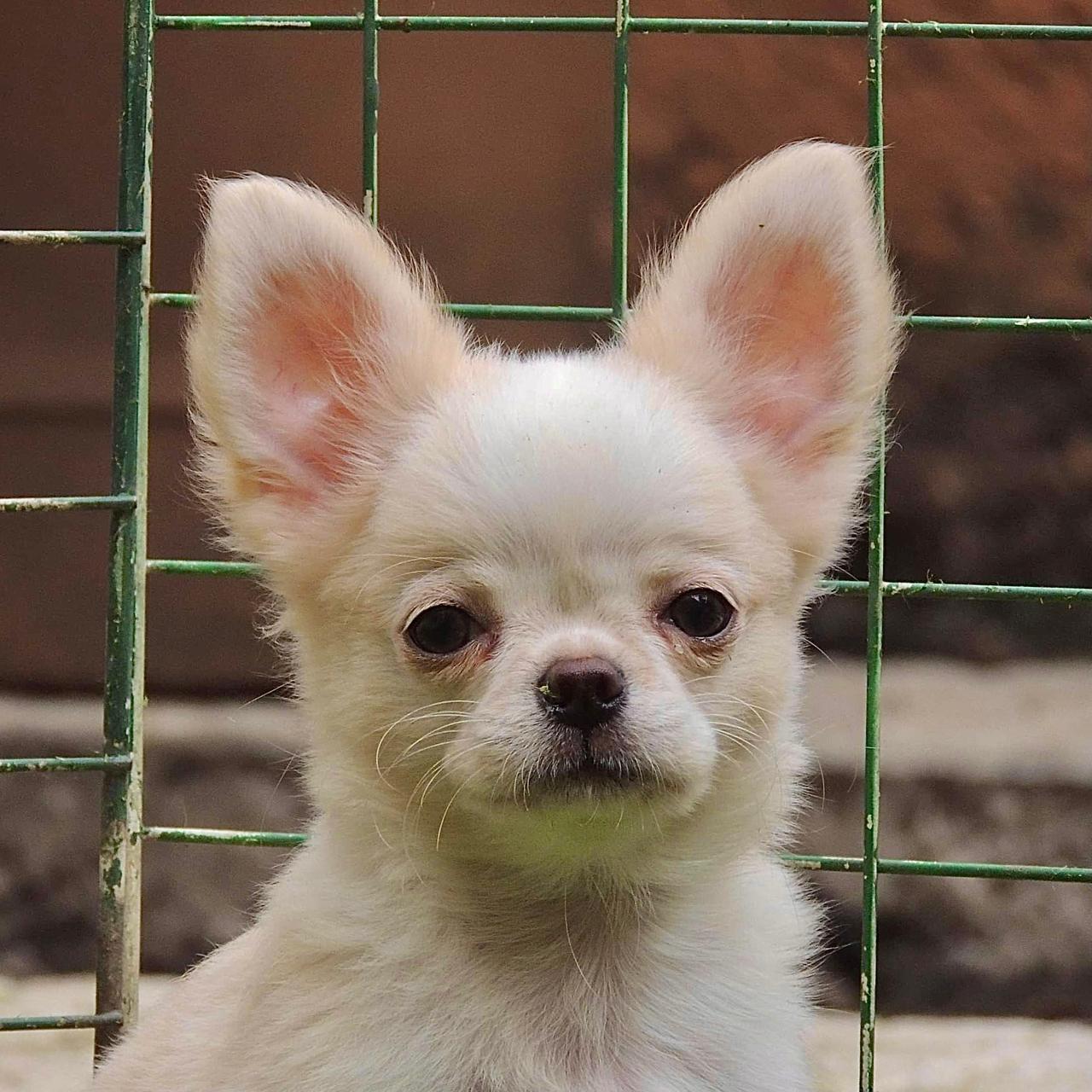 Chihuahueño 15